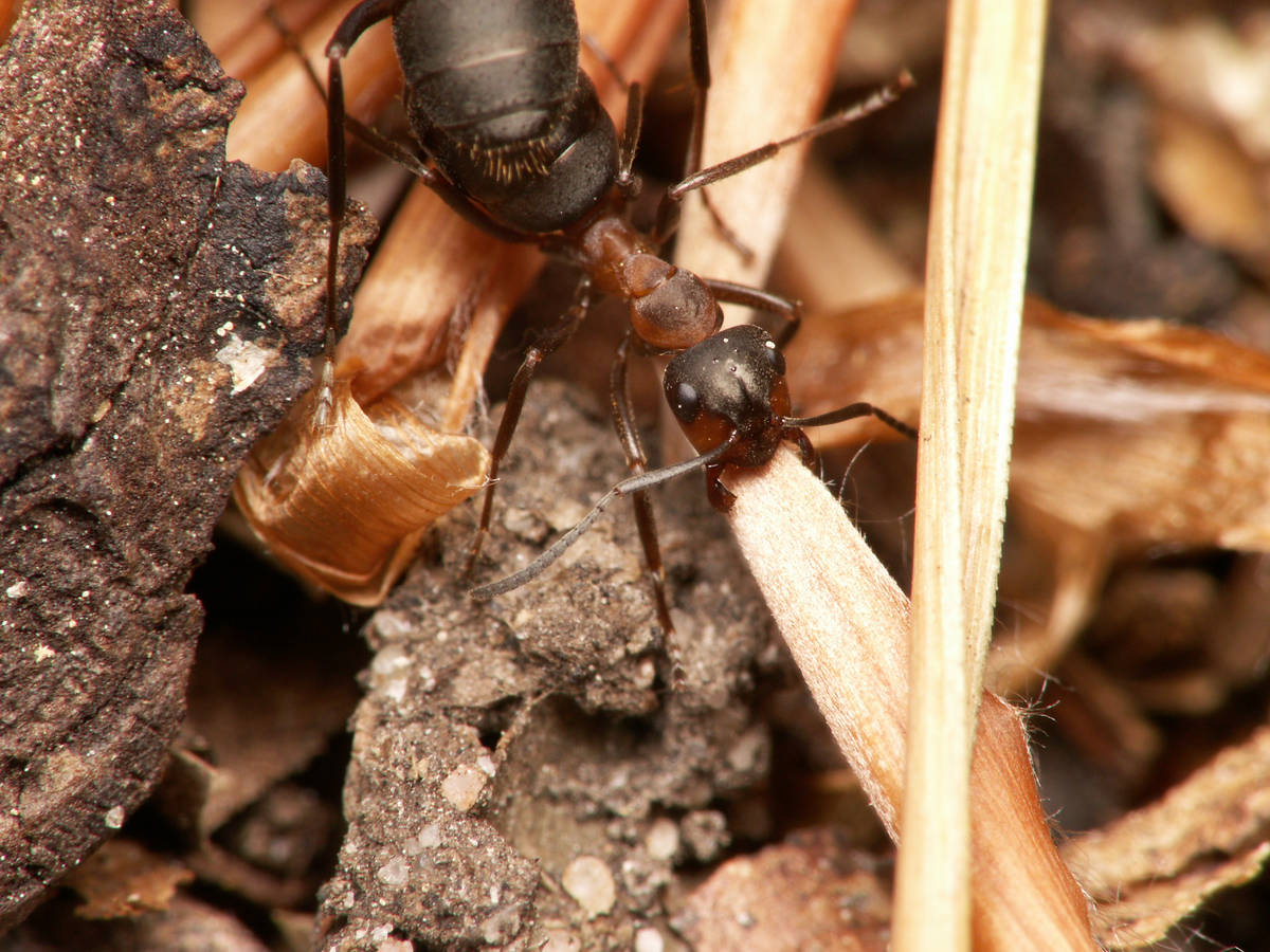 Une Formica sp. transportant une brindille.