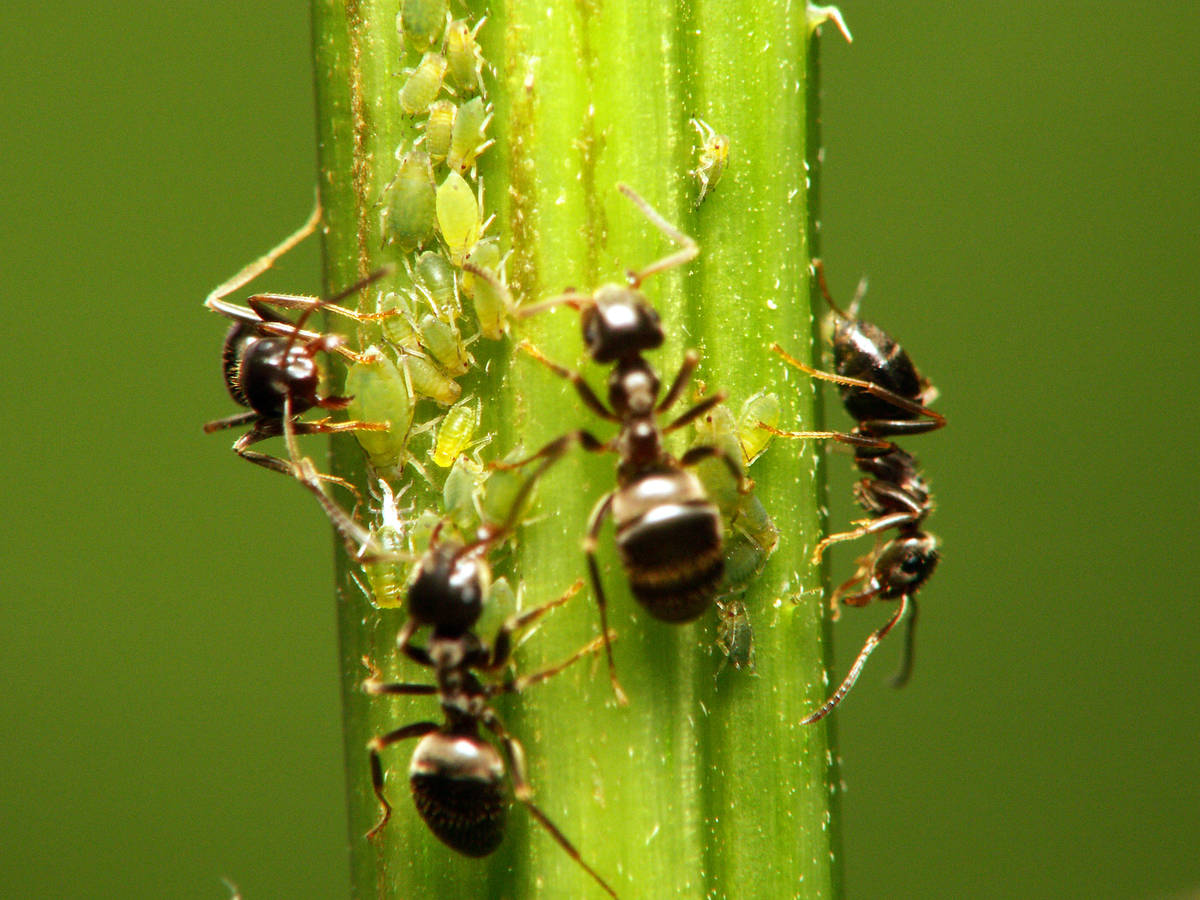 Fourmi Lasius sp. s'occupant d'une colonie de pucerons sur une tige de plante.