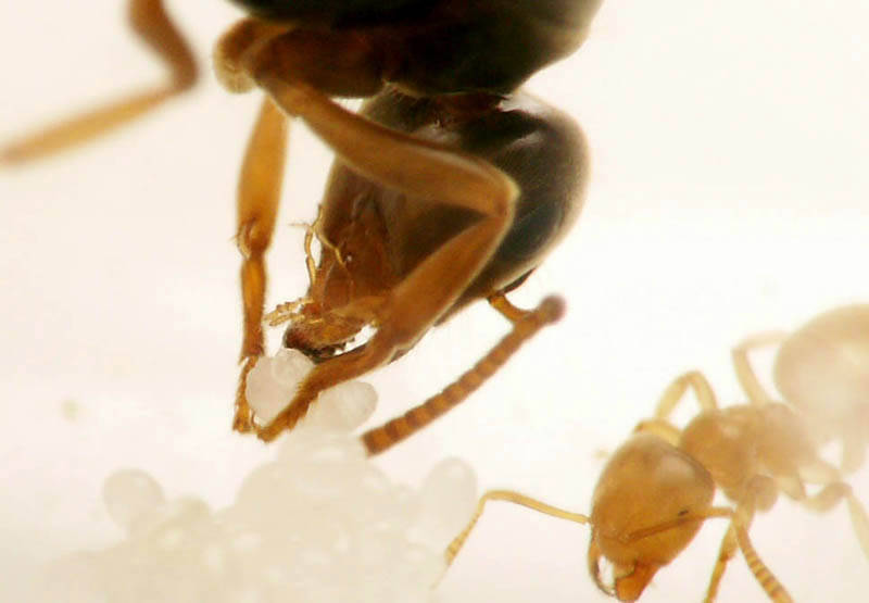 Gyne Lasius flavus s'occupant d'une larve, vue en macrophotographie.
