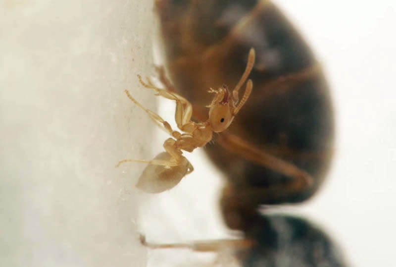Ouvrière Lasius flavus en gros plan, observant son environnement.