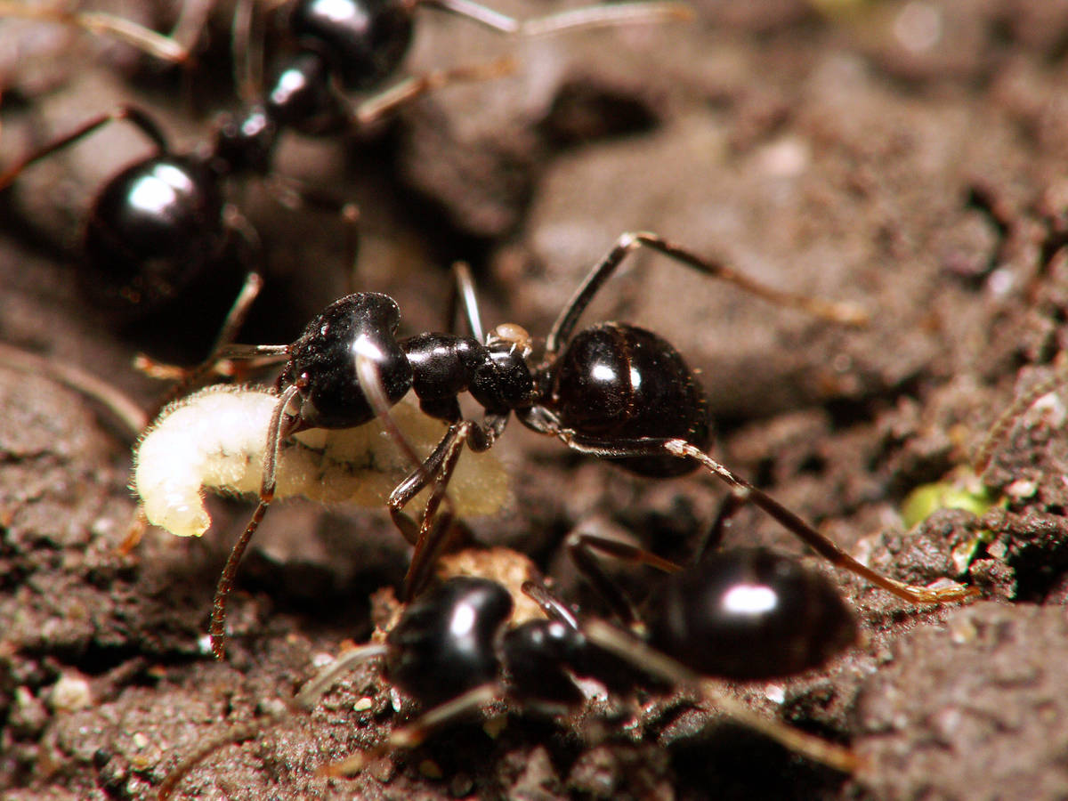 Fourmi Lasius fuliginosus déménageant une larve