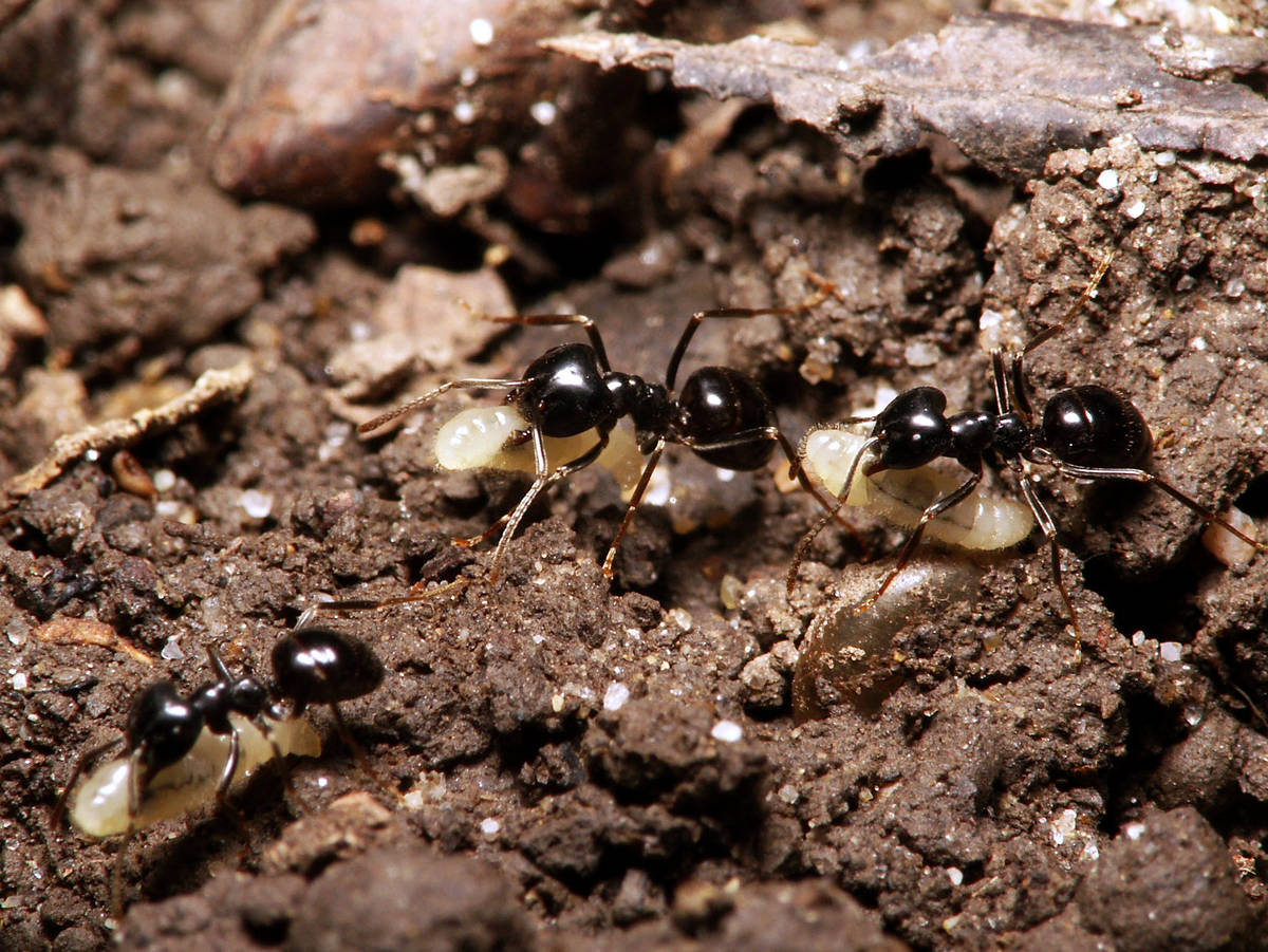 Colonne de fourmis Lasius fuliginosus en plein déménagement printanier