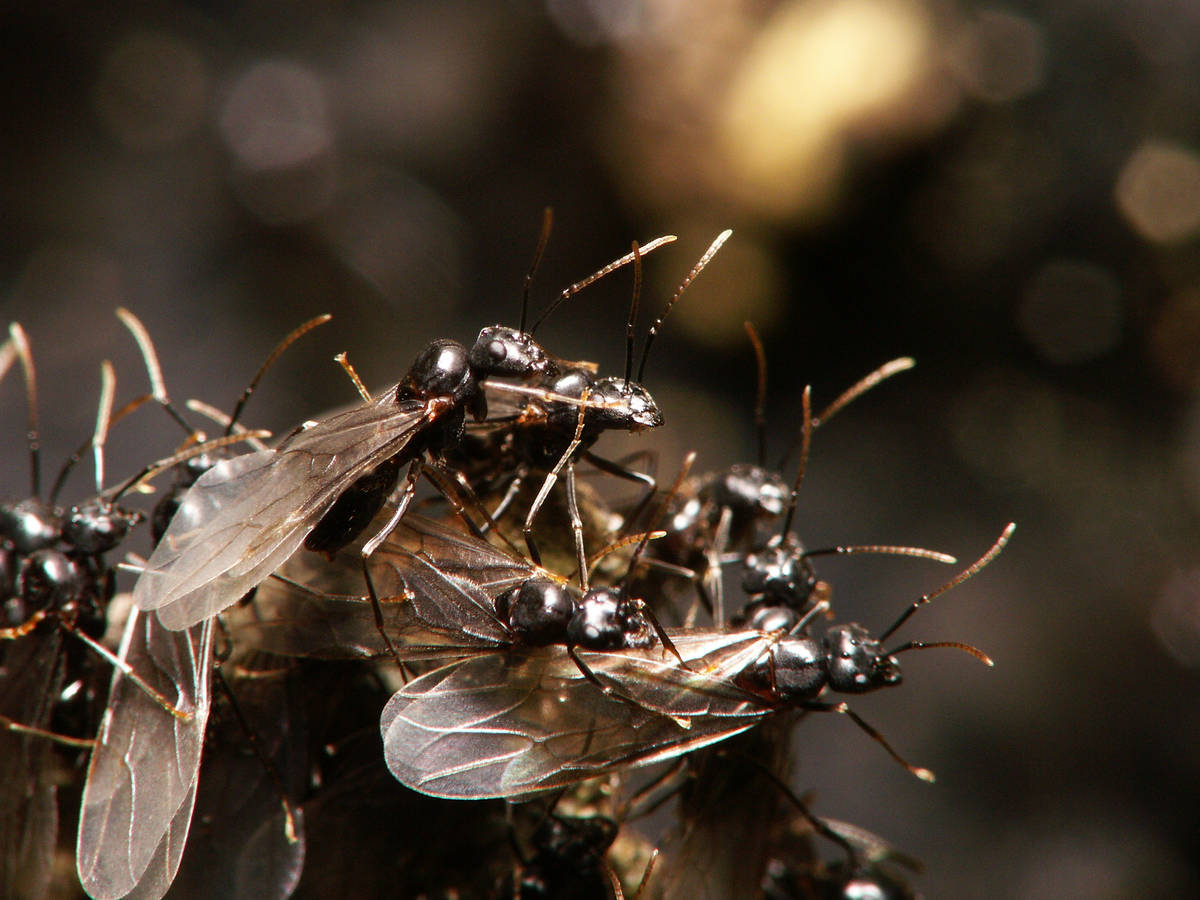 Début de l'essaimage de Lasius fuliginosus avec de nombreux sexués ailés émergeant d'une souche d'arbre.