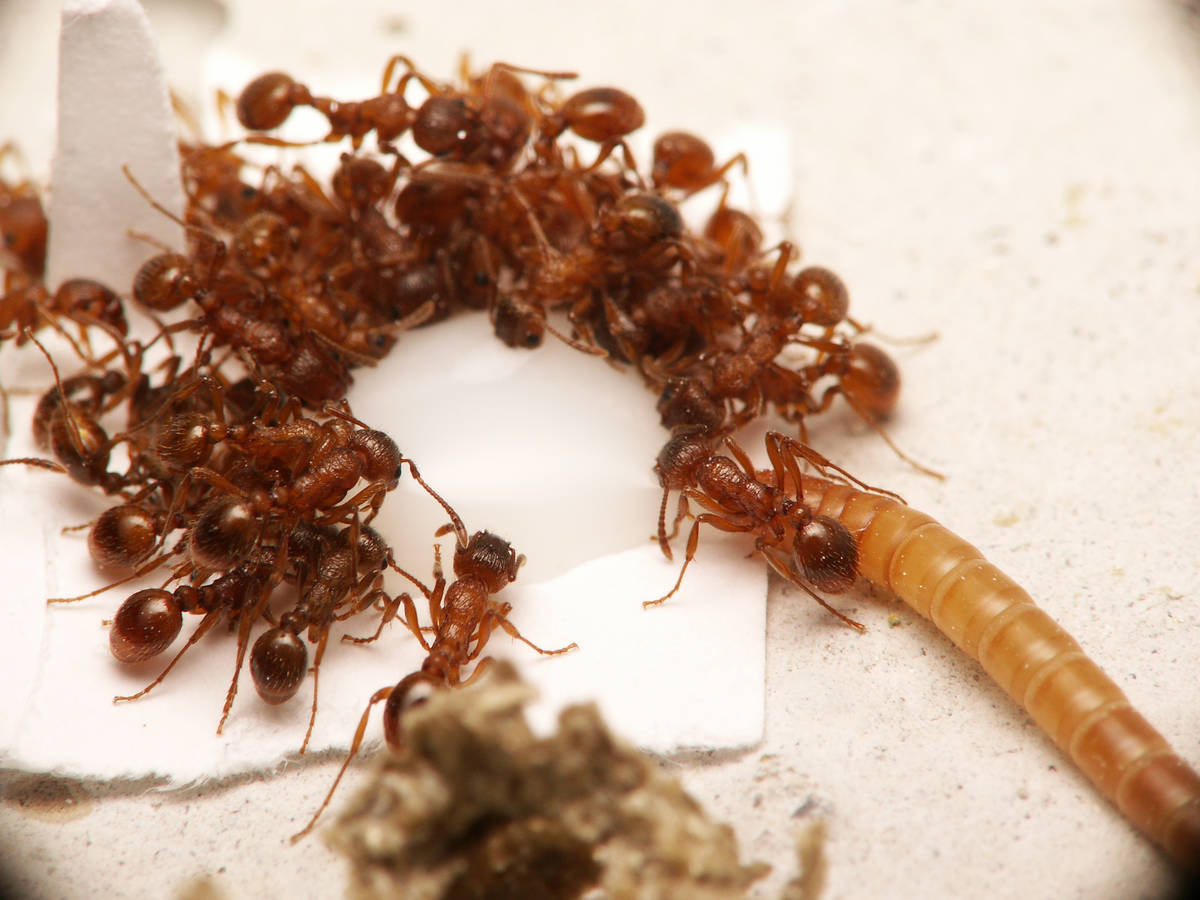 Scène insolite dans un nid de Myrmica rubra : un ver de ténébrion se nourrit du liquide sucré à côté d'une fourmi apathique.