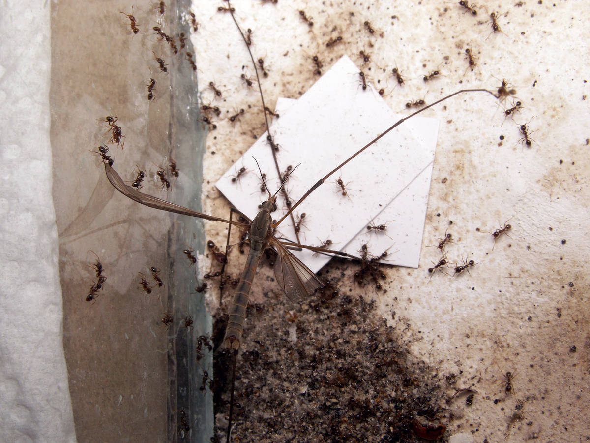 Vue d’ensemble de la colonie de Pheidole pallidula encerclant une tipule immobile dans son aire de chasse