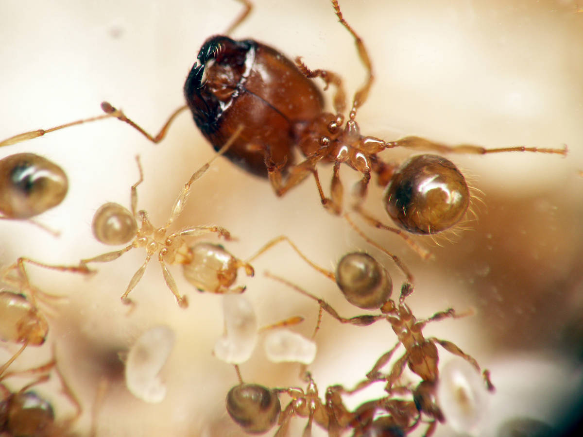 Vue détaillée d'une ouvrière major de Pheidole pallidula vue de dessous