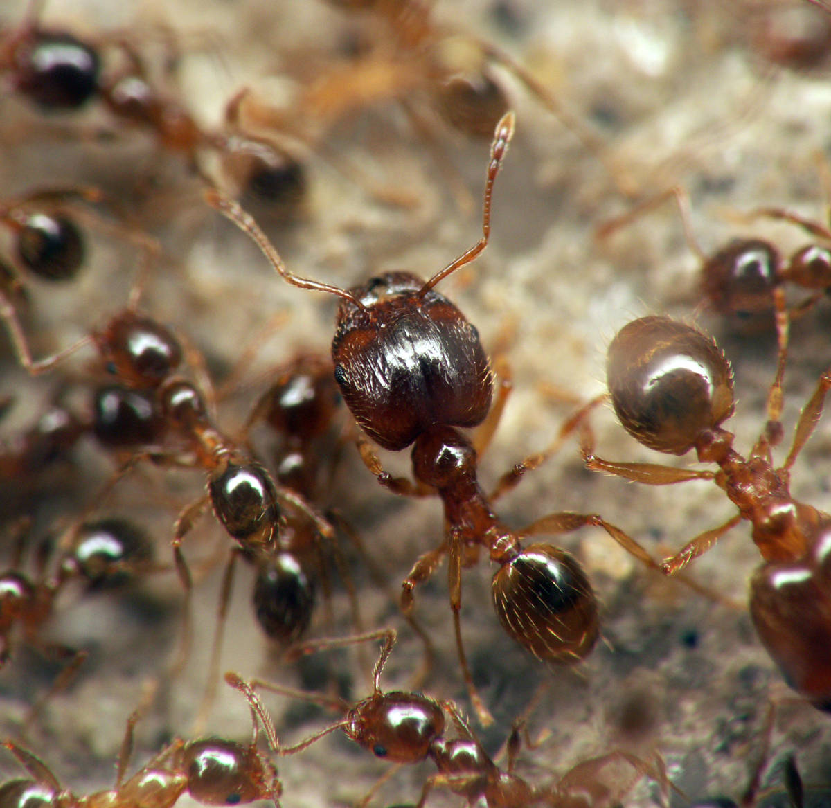 Vue d'ensemble montrant le polymorphisme chez Pheidole pallidula avec des ouvrières minors et majors