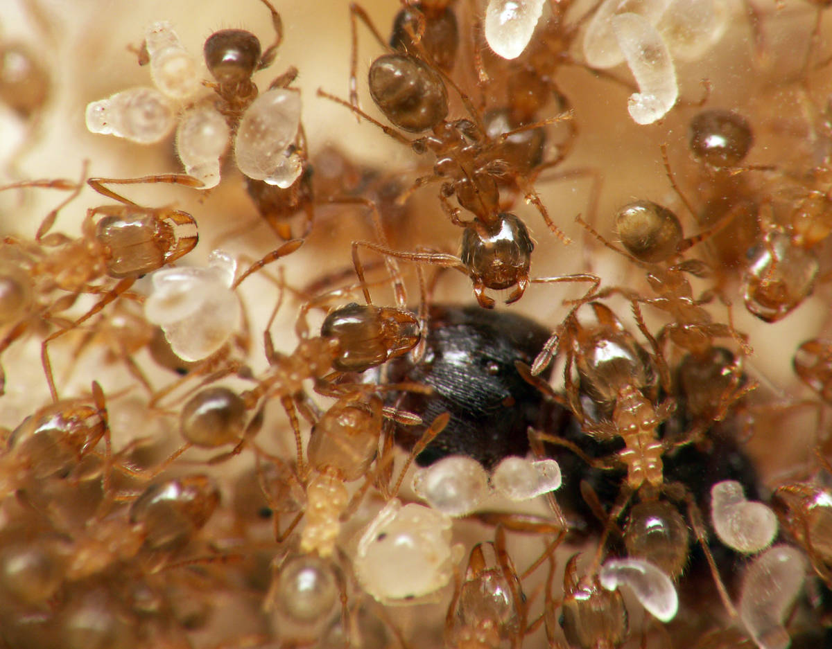 Gyne de Pheidole pallidula entourée d'ouvrières minors