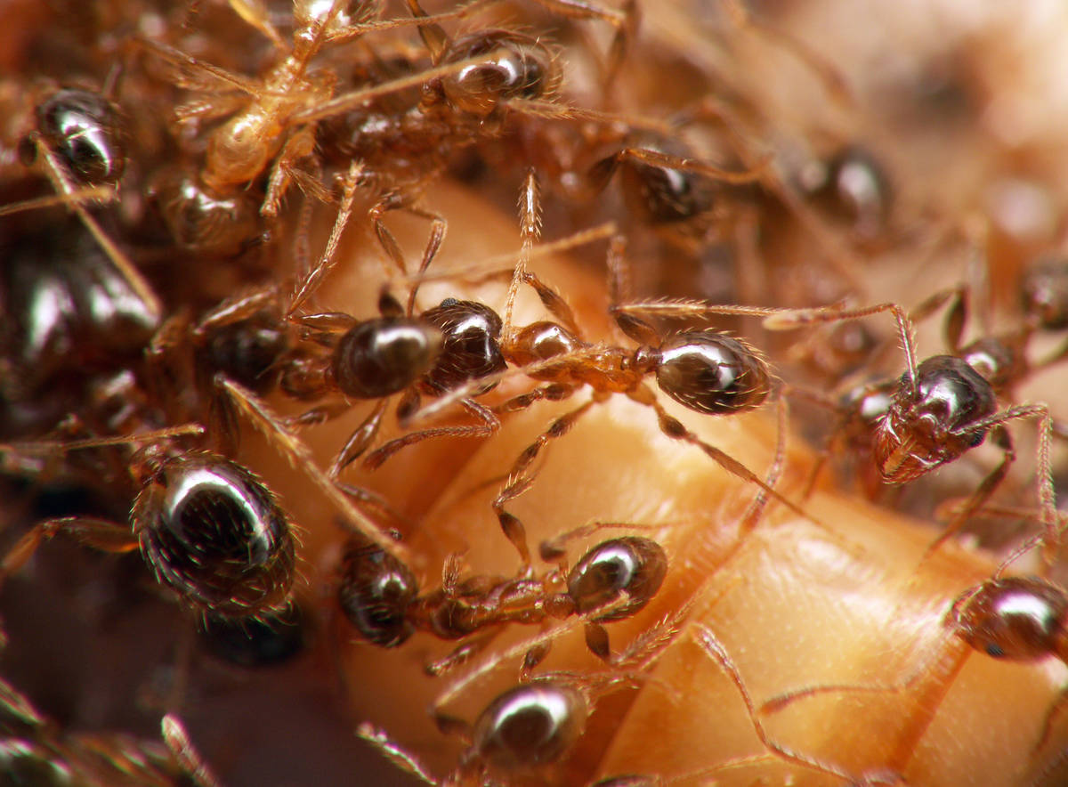 Ouvrières de Pheidole pallidula s'attaquant à une larve de ténébrion