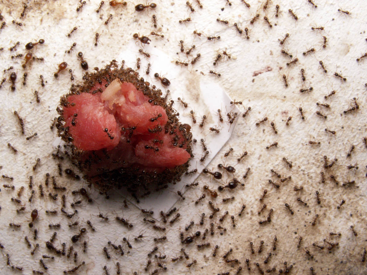 Ouvrières de Pheidole pallidula découvrant un morceau de viande