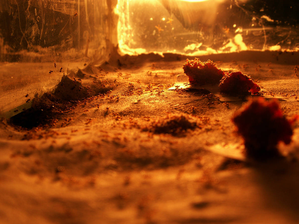 Restes de viande séchée après exploitation par la colonie
