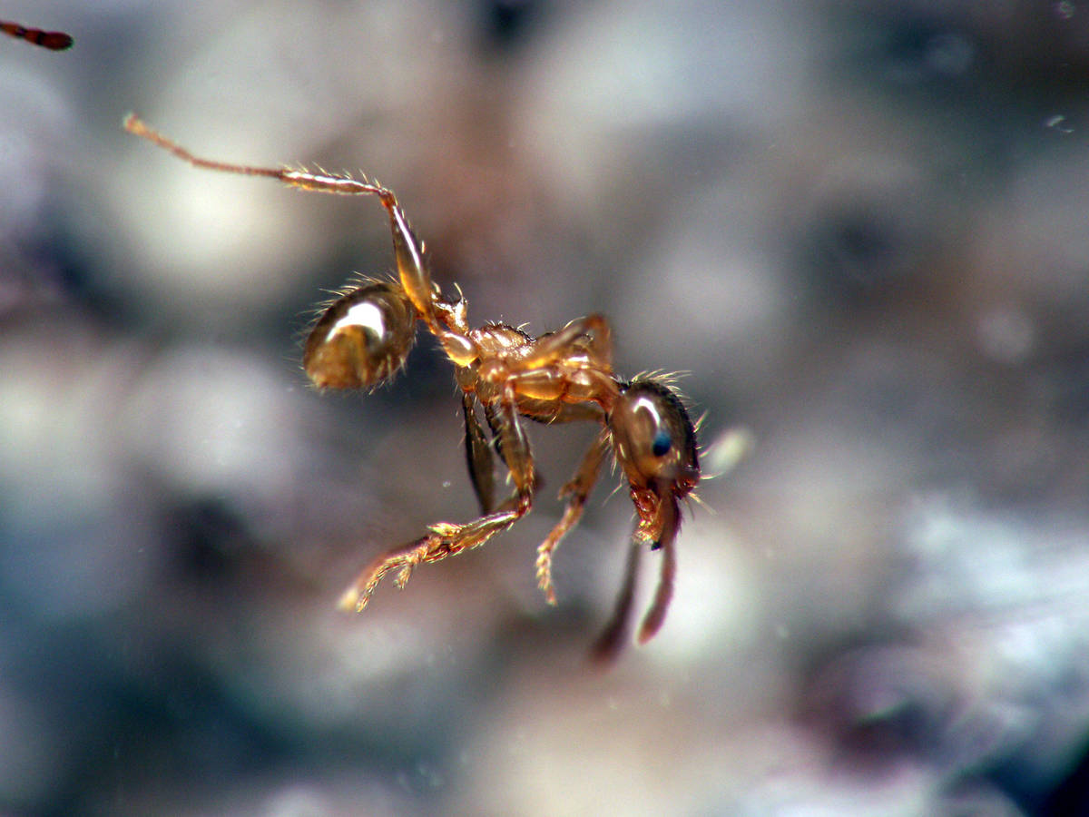 Gros plan sur une ouvrière minor de Pheidole pallidula