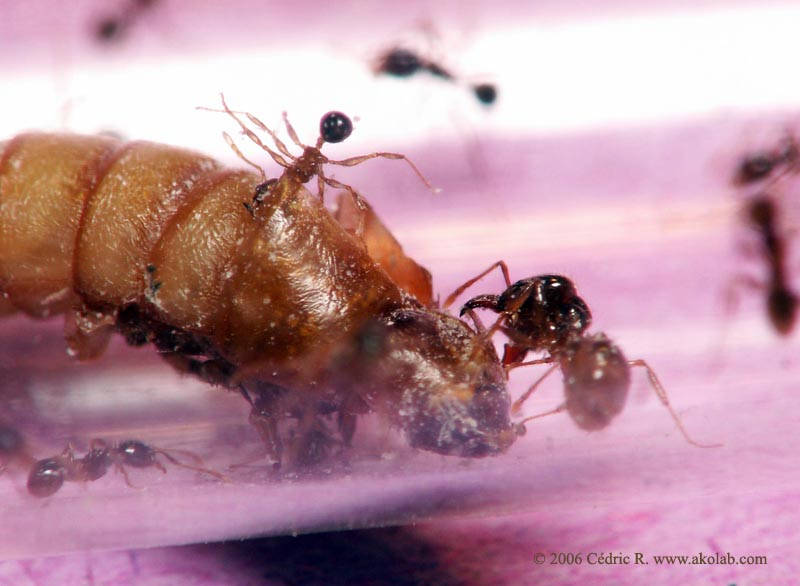 Ouvrières Pheidole pallidula, minors et un major, dépeçant une larve de ténébrion.