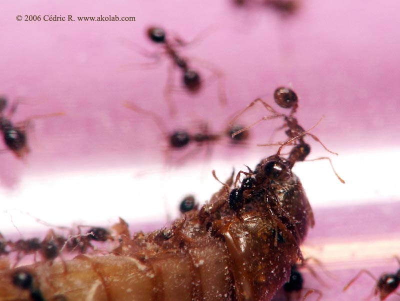 Ouvrière Pheidole pallidula dans les airs, tentant de se débattre face à une larve de ténébrions.