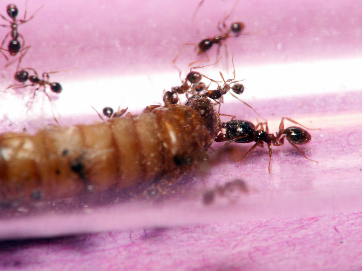 Ouvrières minors et majors Pheidole pallidula attaquant une larve de ténébrion.