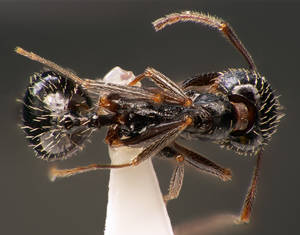 Aphaenogaster gibbosa - Dessus
