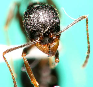 Aphaenogaster gibbosa - Mandibule