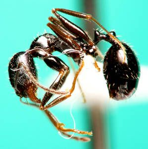 Aphaenogaster gibbosa - Profil antenne
