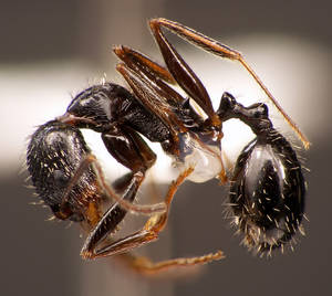 Aphaenogaster gibbosa - Profil