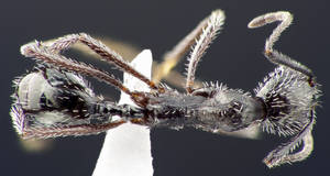 Aphaenogaster spinosa - Dessus