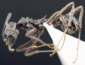 Aphaenogaster spinosa - Profil