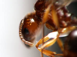 Aphaenogaster subterranea - Antenne