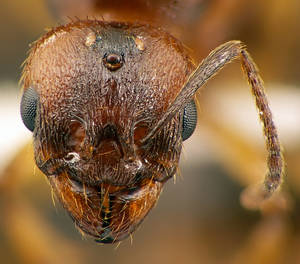 Aphaenogaster subterranea - Vue taxonomique