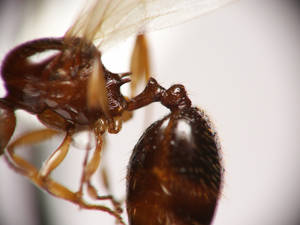 Aphaenogaster subterranea - Pétiole