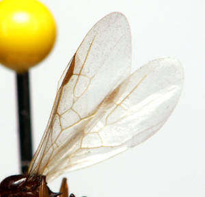 Aphaenogaster subterranea - Profil aile
