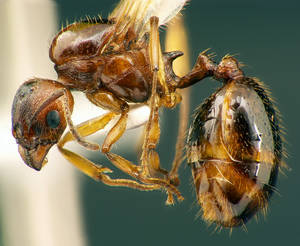 Aphaenogaster subterranea - Profil corps