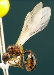 Aphaenogaster subterranea - Profil