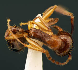 Aphaenogaster subterranea - Dessus