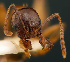 Aphaenogaster subterranea - Face