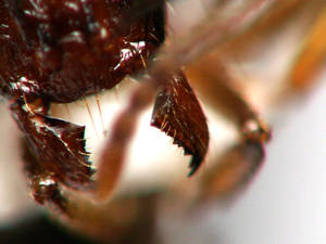 Aphaenogaster subterranea - Mandibule