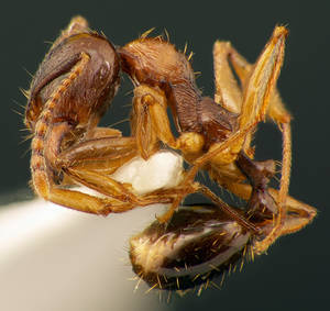 Aphaenogaster subterranea - Profil