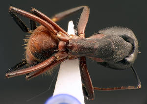 Camponotus cruentatus - Dessus