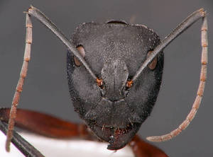 Camponotus cruentatus - Face