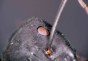 Camponotus cruentatus - Œil