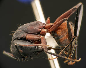 Camponotus cruentatus - Profil