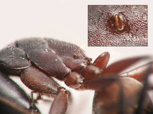 Camponotus cruentatus - Spiracle propodéal