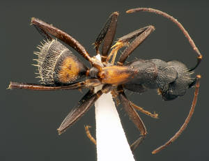 Camponotus cruentatus - Dessus