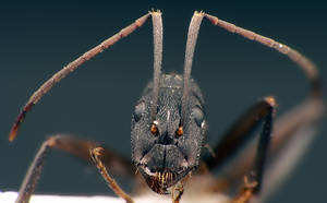Camponotus cruentatus - Face