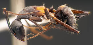 Camponotus cruentatus - Profil
