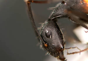 Camponotus cruentatus - Profil œil