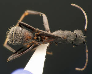 Camponotus cruentatus - Dessus