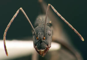Camponotus cruentatus - Vue taxonomique