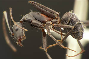 Camponotus cruentatus - Profil