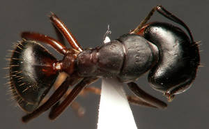 Camponotus herculeanus - Dessus