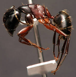 Camponotus herculeanus - Profil