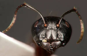 Camponotus ligniperdus - Clypeus